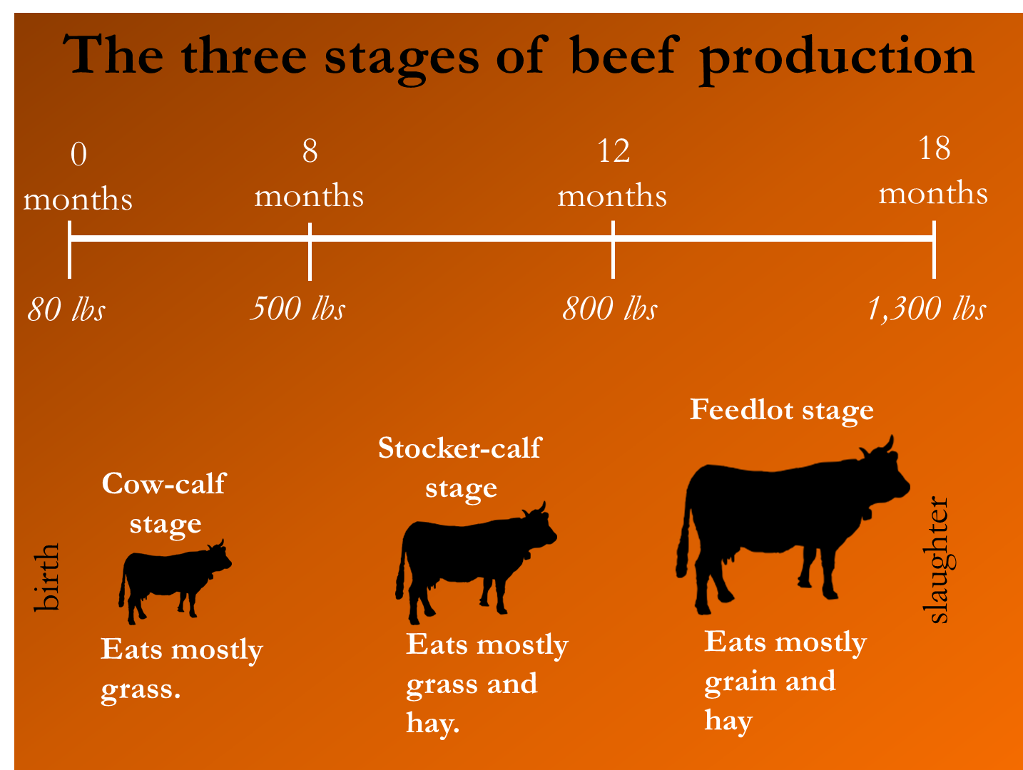 Cattle Cycle Chart